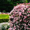 Rose Dome