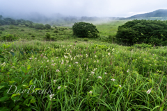 湿原の朝