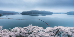 湖上の桜