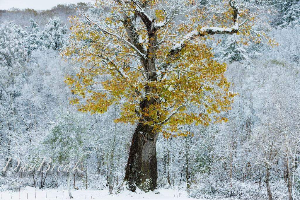 雪化粧