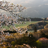 牧場の春