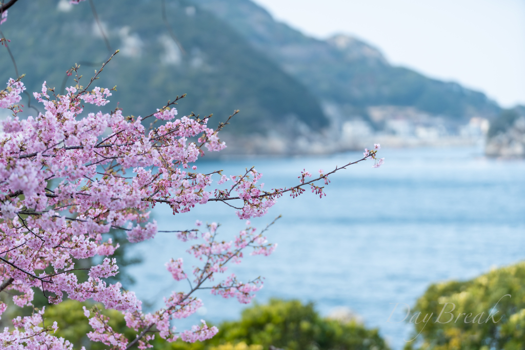 四浦の河津桜 その５