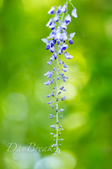 晩春の芳香