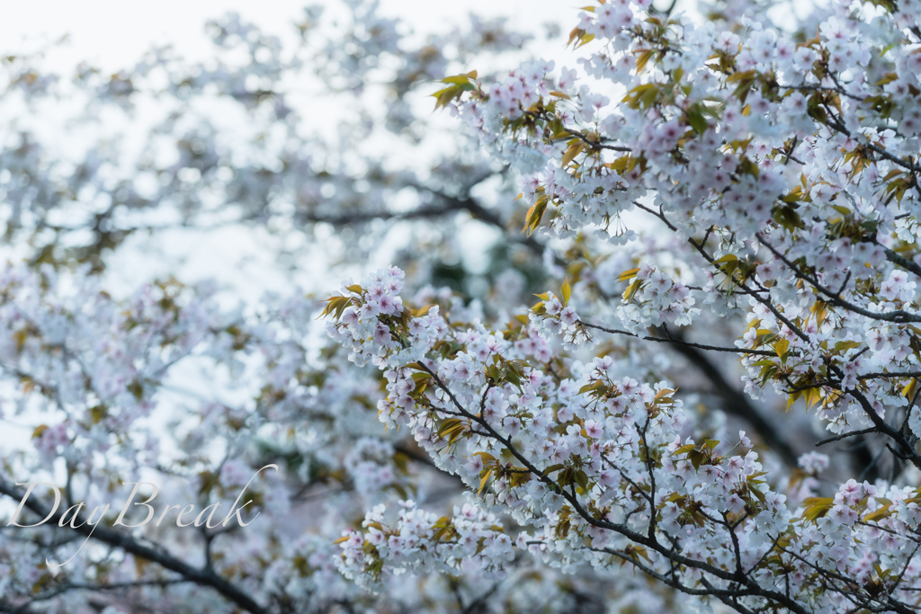 山桜花