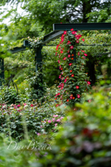 公園の風景