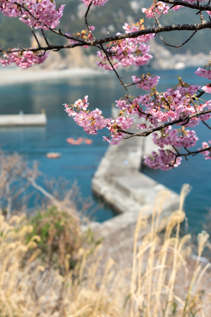 四浦の河津桜 その３