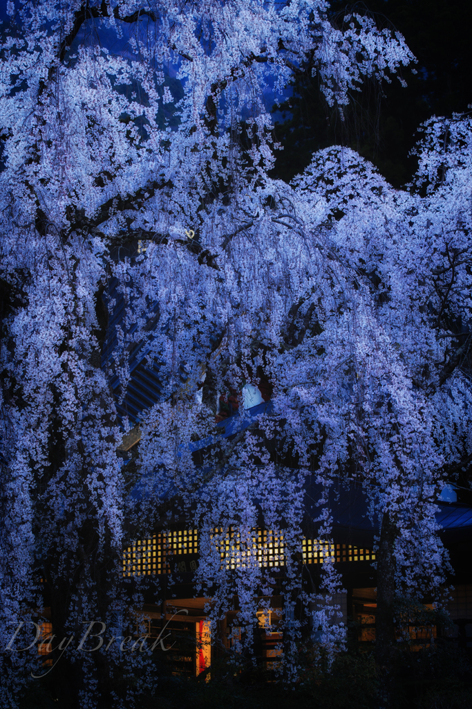 滝桜