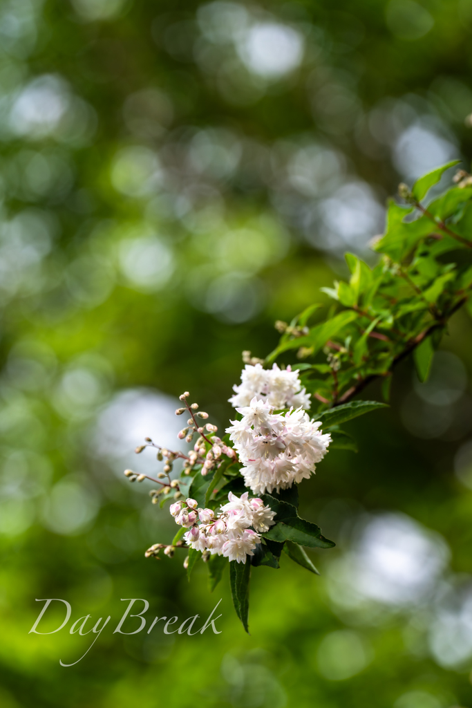 卯の花　その２