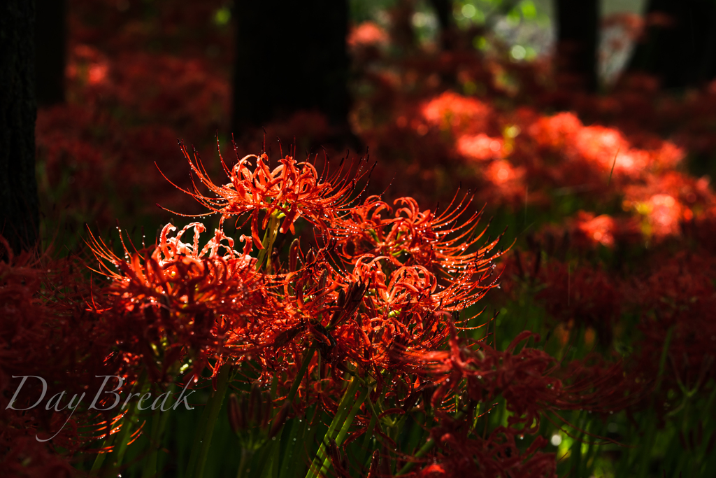 秘密の花園