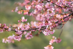 四浦の河津桜 その１