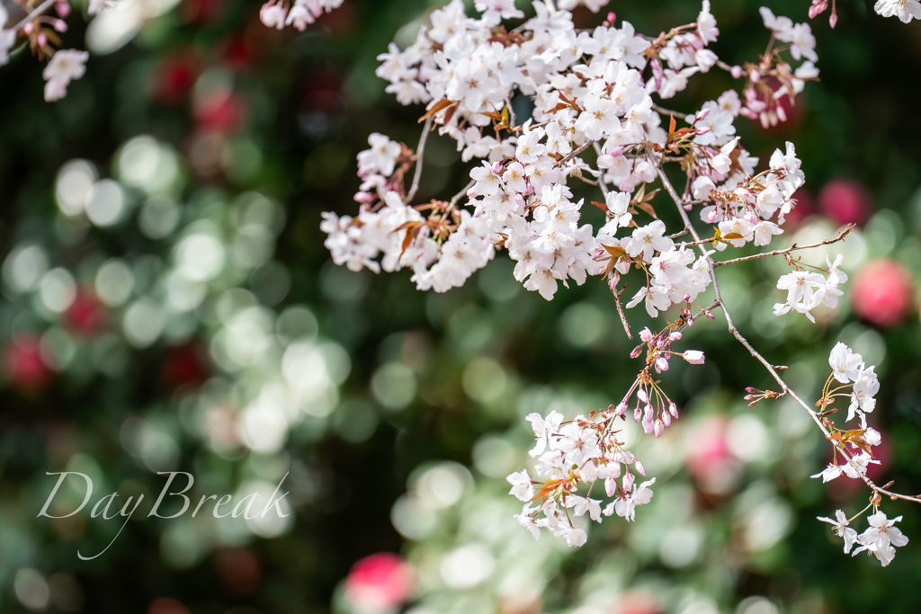 桜