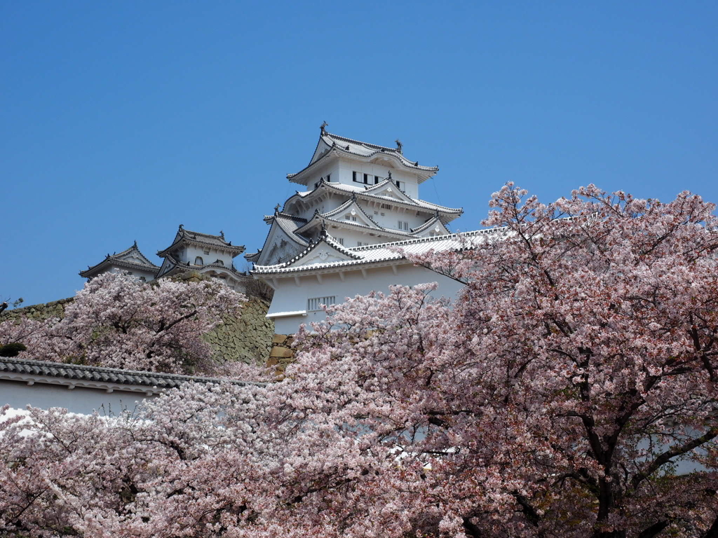 姫路城と桜2