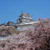 姫路城と桜2