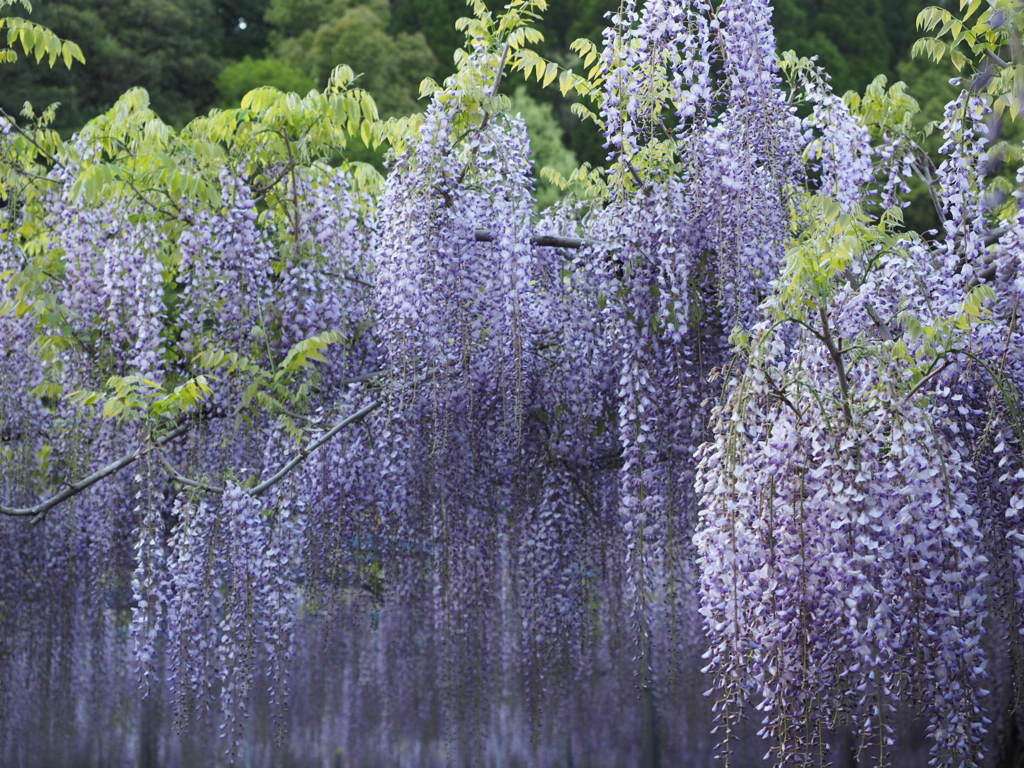 和氣公園の藤まつり