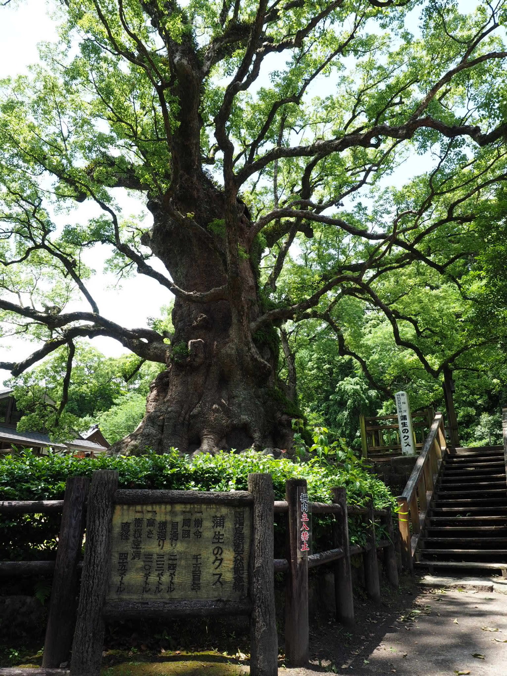 蒲生の大楠