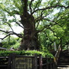 蒲生の大楠
