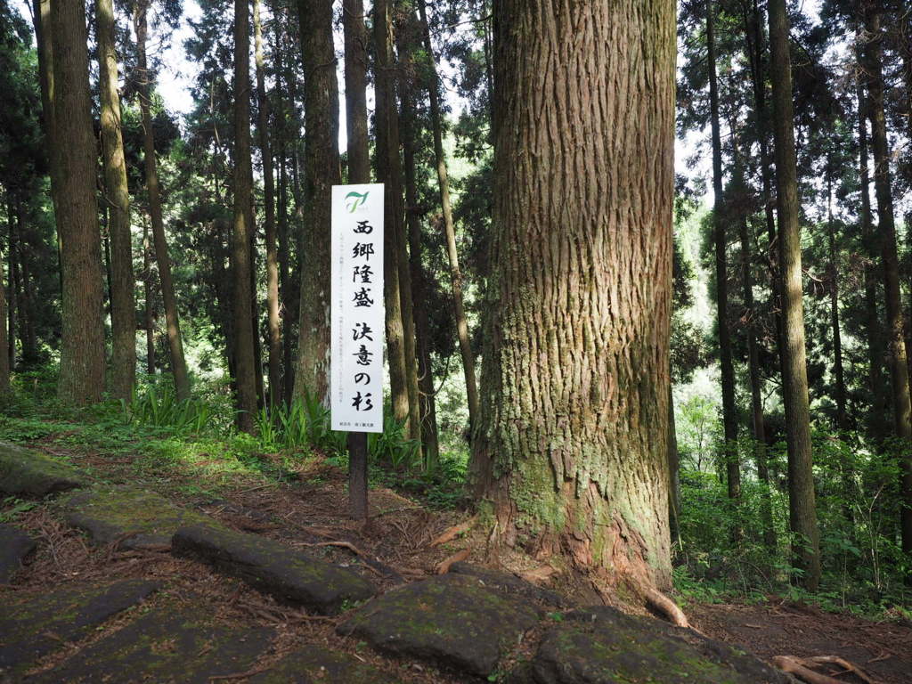 西郷隆盛 決意の杉！