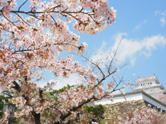 姫路城と桜4