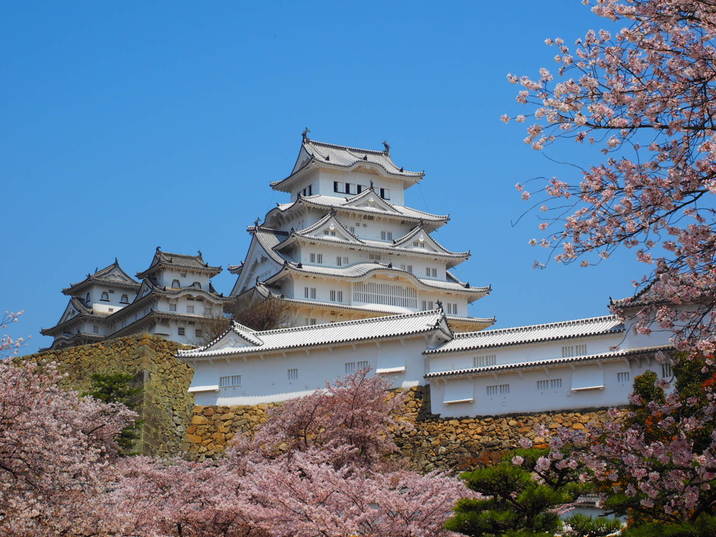 姫路城と桜3