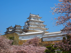 姫路城と桜3