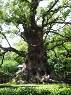 日本一の大楠