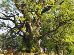 蒲生の大楠