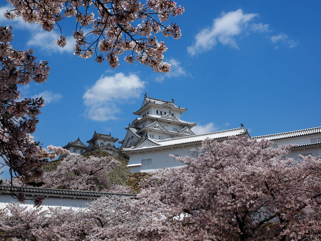 姫路城と桜6