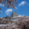姫路城と桜6