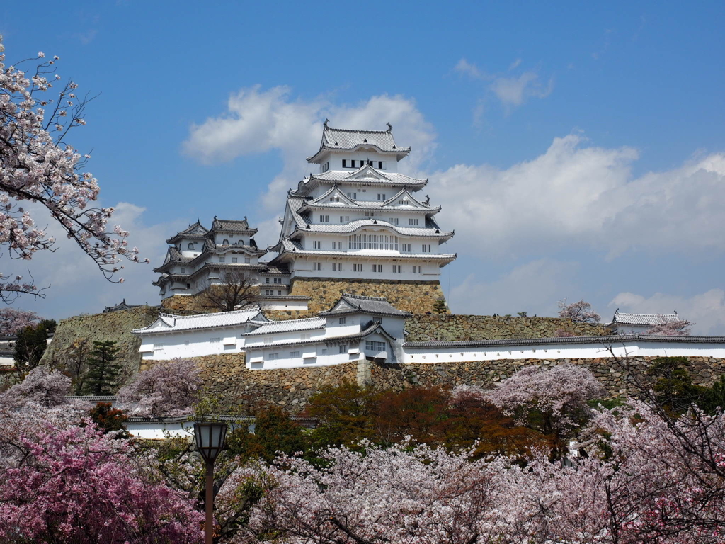 姫路城と桜