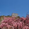 姫路城と桜5