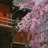 枝垂れる桜