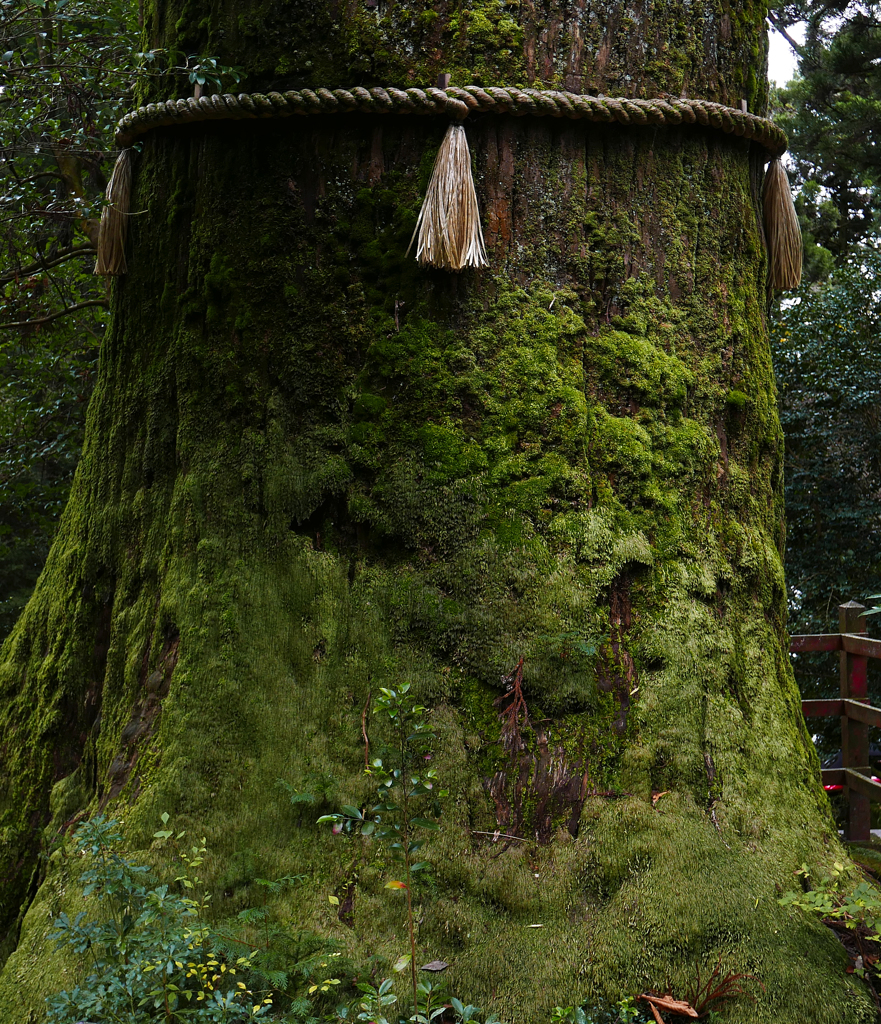 箱根神社～「矢立の杉」