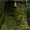 箱根神社～「矢立の杉」