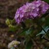 紫陽花
