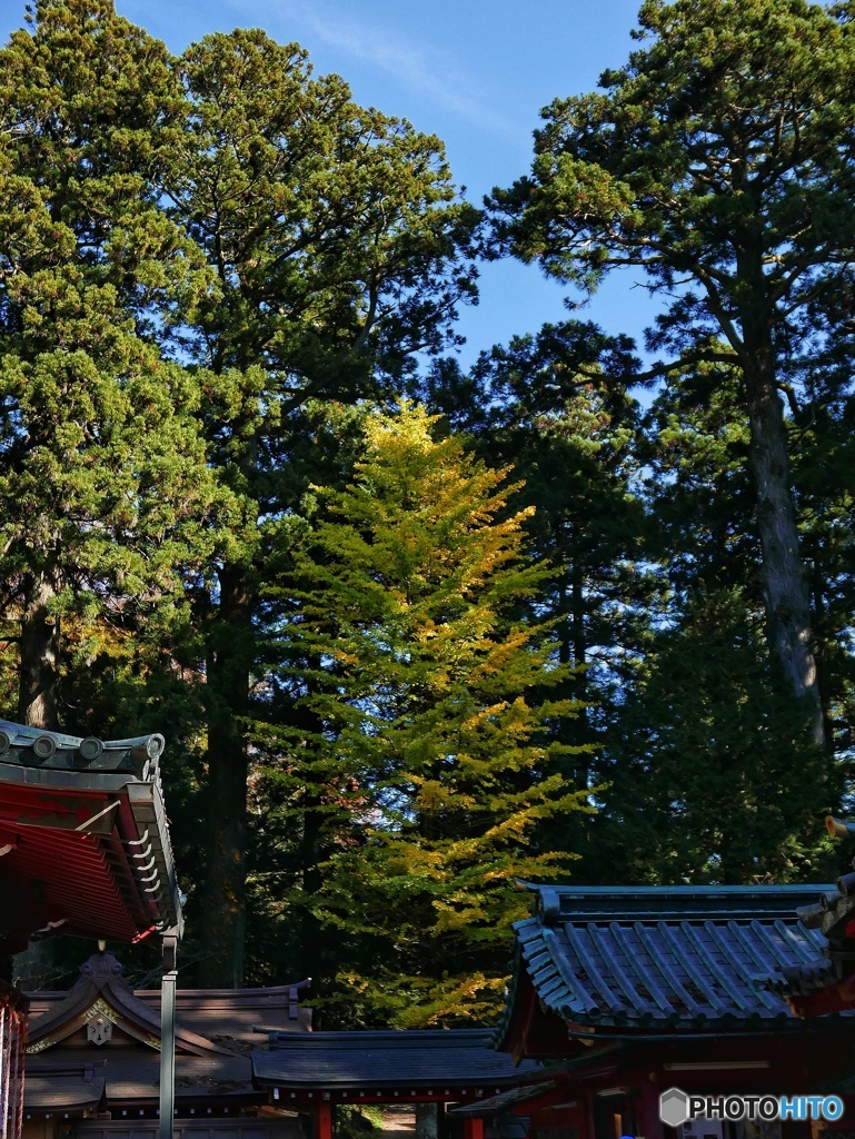 伸びる銀杏
