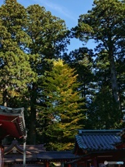 伸びる銀杏