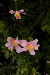 pink flower