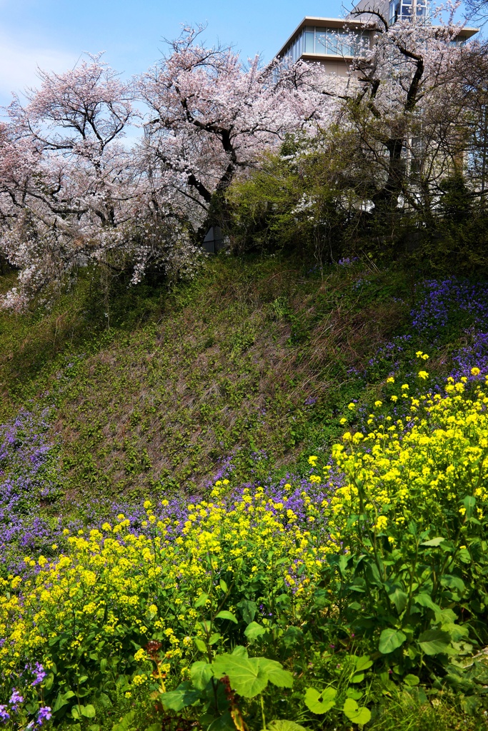 桜・菜の花・花ダイコン