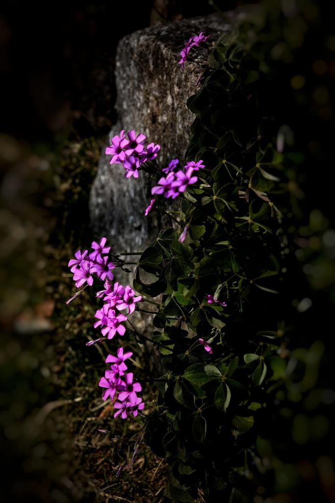 春に咲く小さな花 ２
