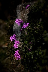 春に咲く小さな花 ２