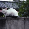 塀で休む白猫