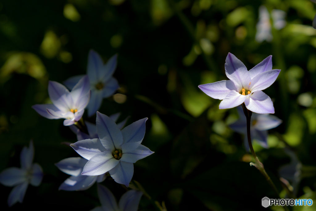 木漏れ日に咲く 花ニラ