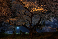 桜の咲く道を歩く