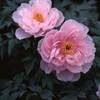 芍薬 清らか