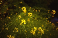 菜の花叙情