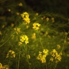菜の花叙情