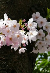 神田明神の春