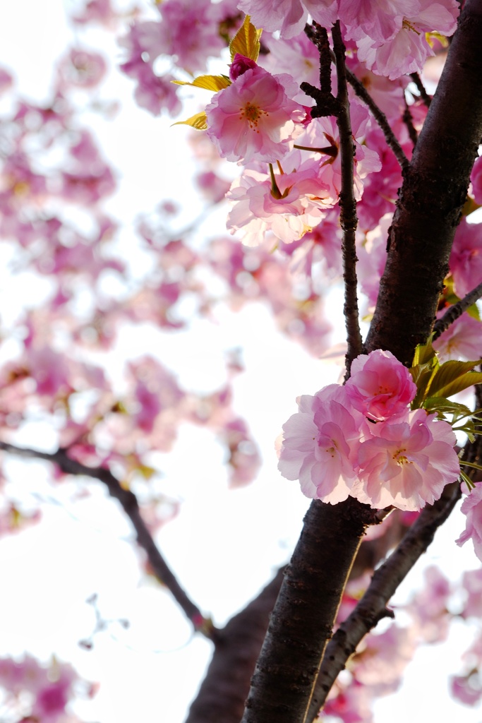 八重桜