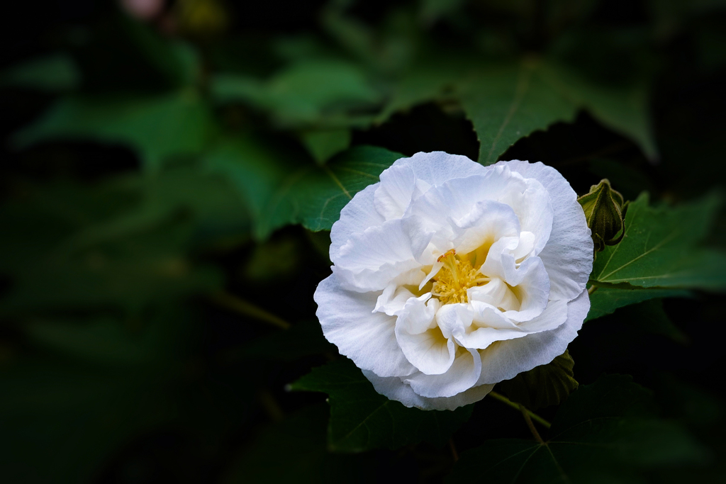 白い花は何を語る。。。