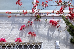 Bougainvillea